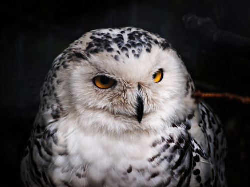 owlsday:  Snowy Owl by Photogramma1 on Flickr. porn pictures
