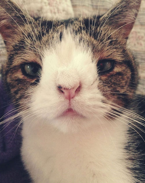 XXX catsbeaversandducks:  Meet Monty: The Adorable photo