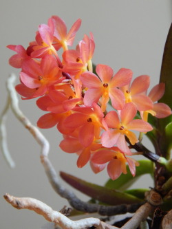 doubleplusunlucky:  Ascocentrum “Mona Church”