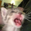 nigtycatty