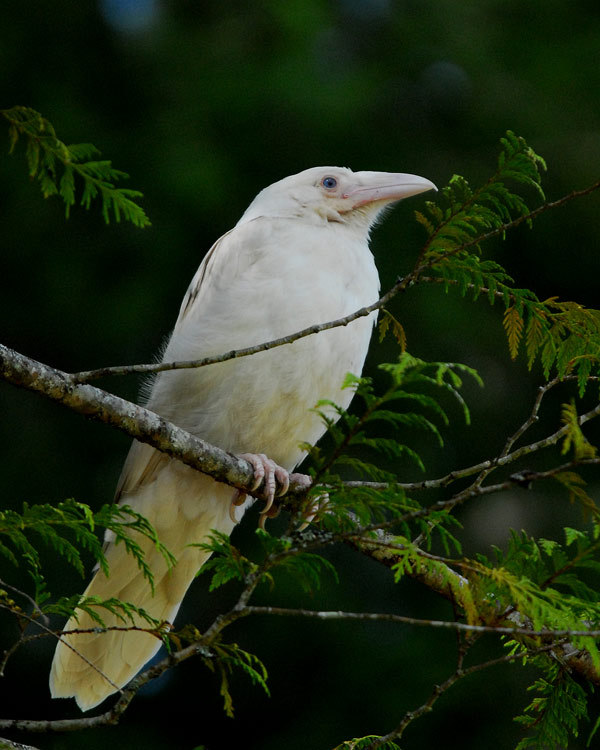 socialpsychopathblr: White ravens of Qualicum beach 