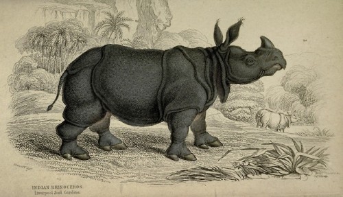 wapiti3:The naturalist’s library. (Mammals) By Jardine, William, Sir, 1800-1874   Lizars, W. H. 1788