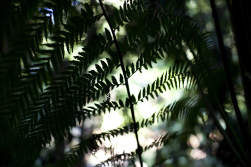 Forest shadows.Photography by Melissa Hill