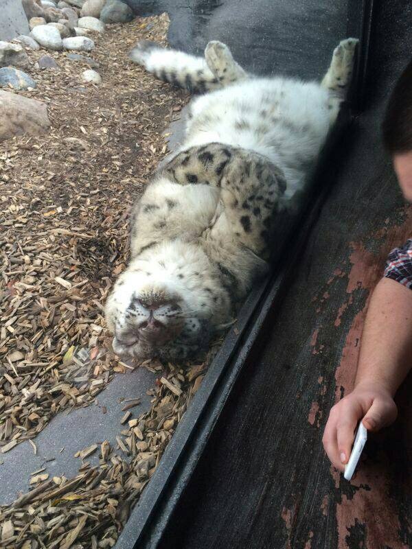 cat-overload:  Big cats do curly paws toocat-overload.tumblr.com source: http://i.imgur.com/shGWr8z.jpg