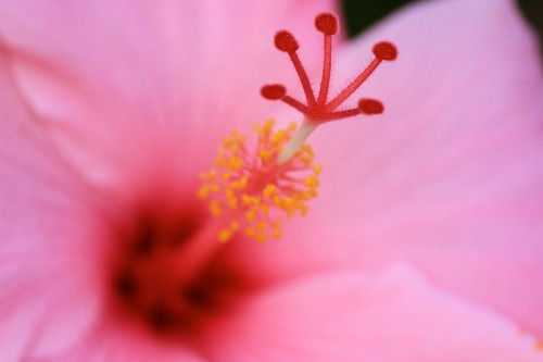 Pink Hibiscus 