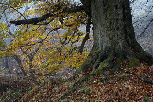 Beech buddy by PicFreak42 on Flickr.