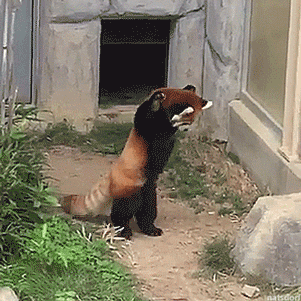 thenatsdorf: Red panda picks a fight with a rock. [full video]