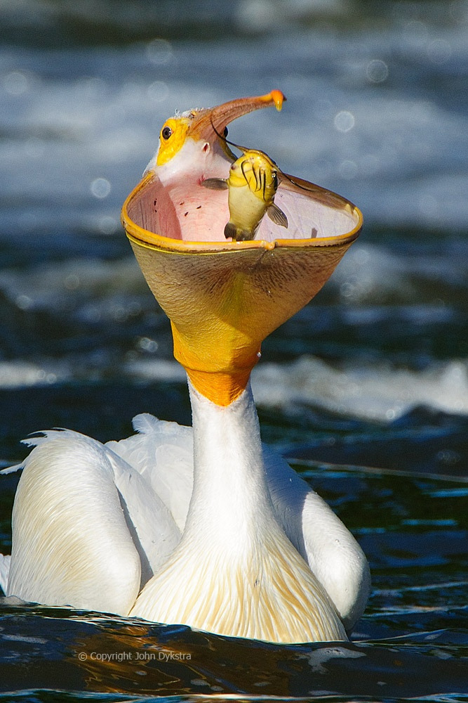 birds of a feather