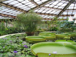 bacteriia:  Giant amazon waterlilies in a large greenhouse - St. Petersburg Botanical Garden, Russia. 