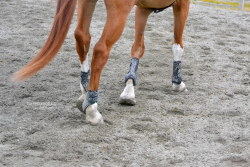 horsesornothing:  nice socks 