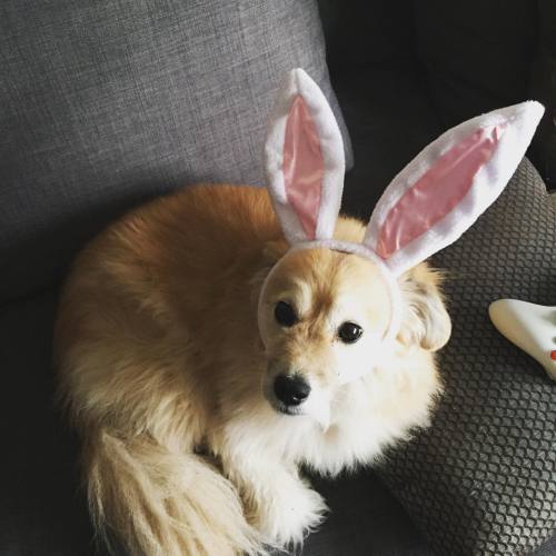 My favorite bunny #Easter #puppygram #instapuppy #dogselfie #cute #bunny #shelovesit