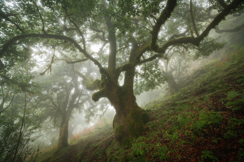 the laurisilva forest in madeira (x, x) (#)