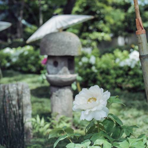 Ueno Toshogu Shrine,Taitō-ku(上野東照宮,台東区) by Ou KinhakuVia Flickr:HASSELBLAD 503CW+Planar CB 80mm F2