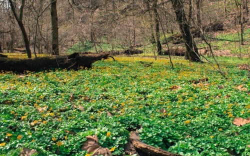 i found a field of tiny flowers and fallen trees that took my breath away and it will forever be the