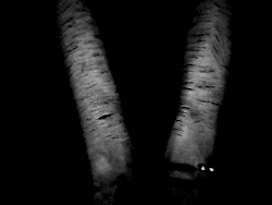 † Gritos Silenciosos †ᅝ