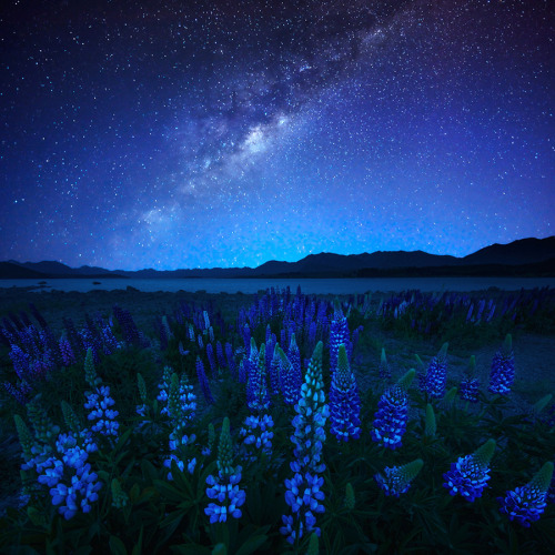 floralls: Midnight Blue by AtomicZen : )