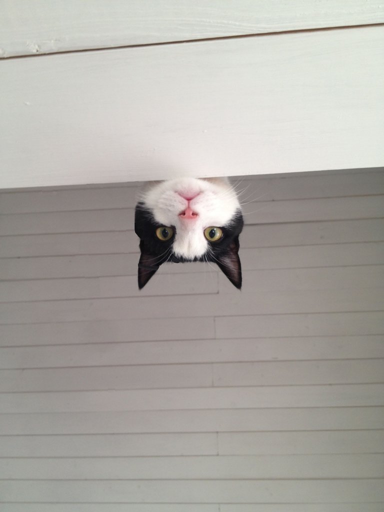 cute-overload:  I walked into my cousin’s house, and this is what greeted me from