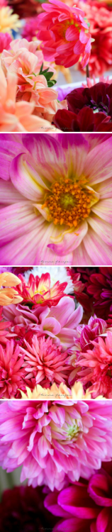 Dahlias Pink Purple Blush Lavender Flowers via https://anniewearsit.com/2017/02/12/summer-vibes/