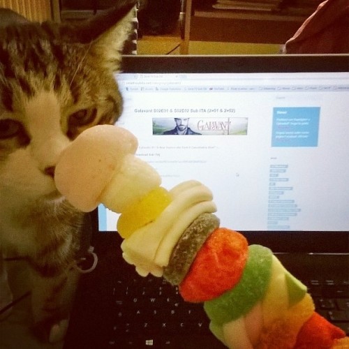 &ldquo;What is it? Can I have it?&rdquo; My cat was really interested to my candy skewer. Then I tri