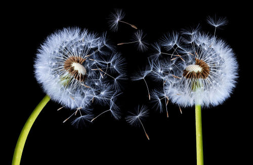 Porn sleepinsidemysoul:  as though the dandelions photos