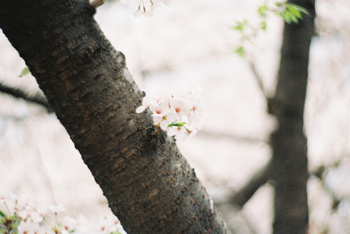 fluoric: 桜 - cherry blossoms by Shoji Kawabata. a.k.a. strange_ojisan on Flickr.