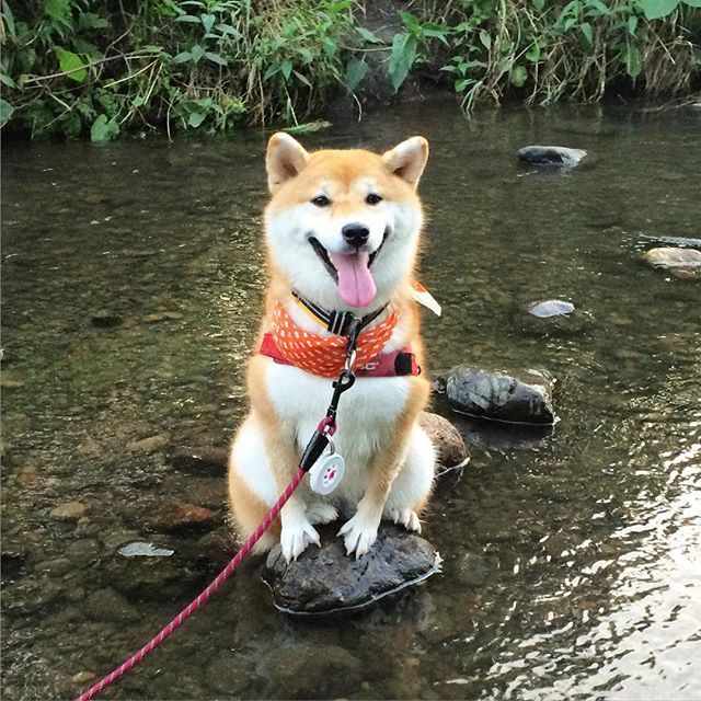 sasaq:  (via @tenchan.shiba | Instagram photo | Websta)  
