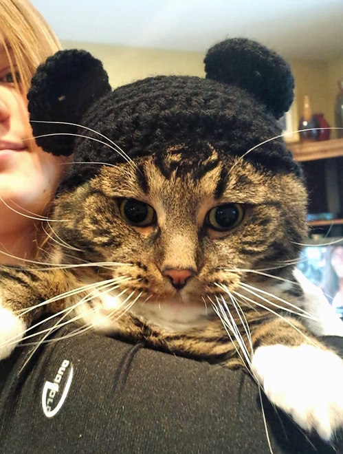 tastefullyoffensive:  &ldquo;So my friend’s mom knitted my cat a hat today.&rdquo;