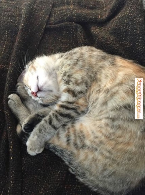 Cat memes – Not very comfortable ift.tt/1MLd0DL