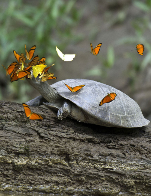 5anddime:awkwardsituationist:butterflies fighting to drink the tears of a tracajá turtle in t