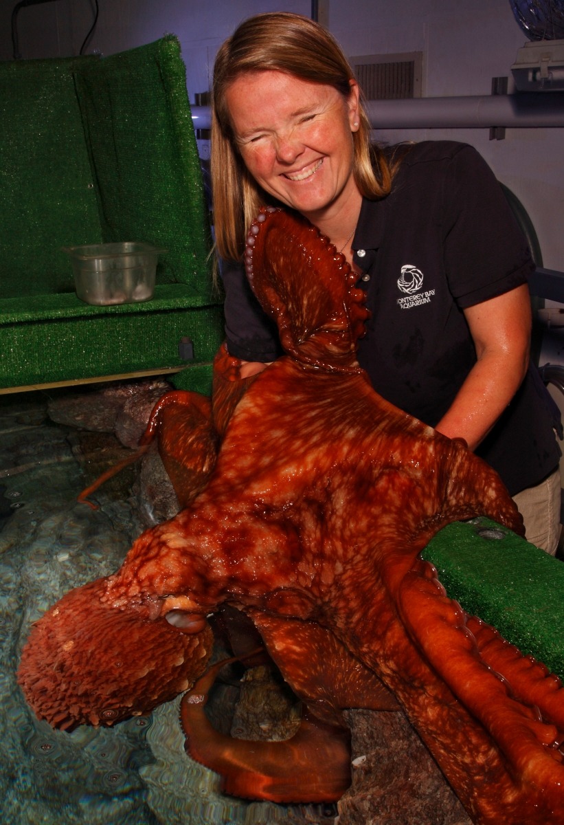 Monterey Bay Aquarium — Happy Valentine's Day! Do you love octopuses,  like...