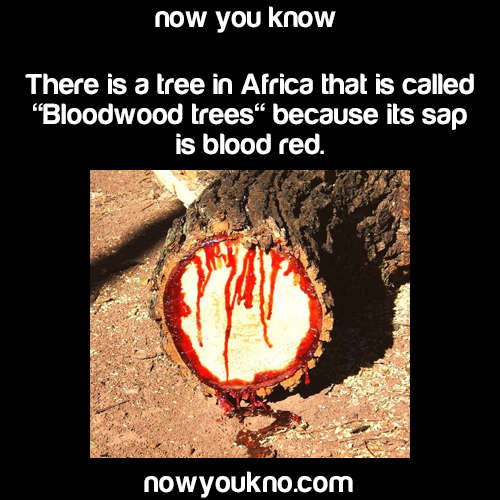 maudotz:nowyoukno:Source for more facts follow NowYouKno    No Mr. Officer, sir, I was in no way involved with any murder! I am, sir, a lumberjack….