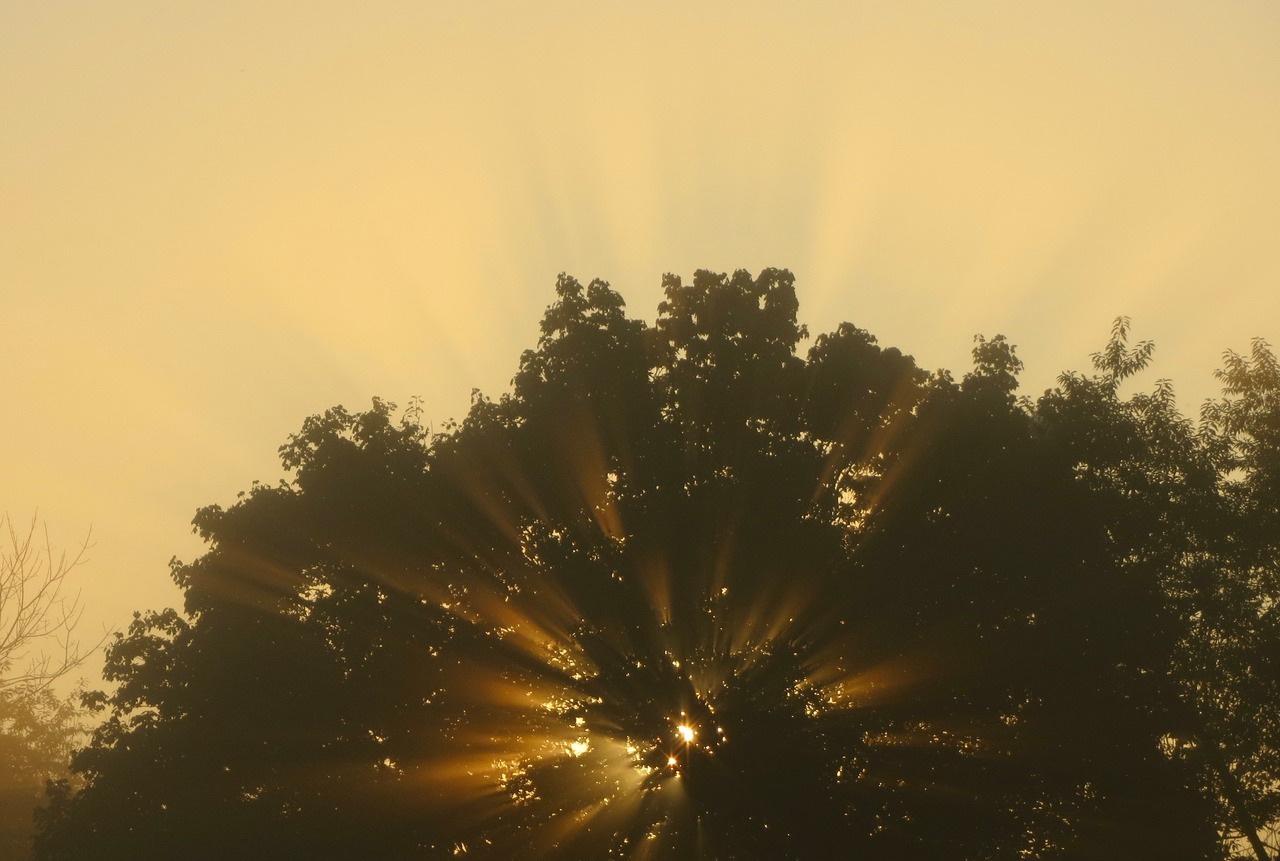 geopsych:Another shot of that tree and the light.