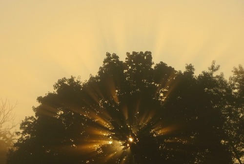 Porn geopsych:Another shot of that tree and the photos