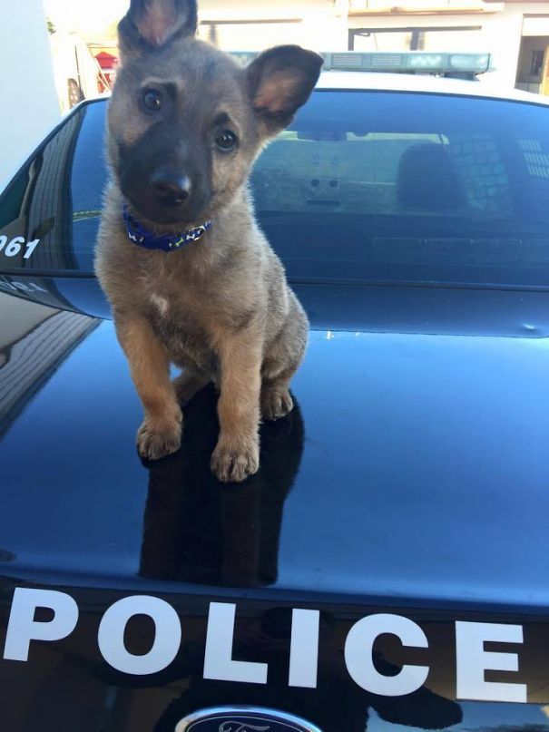 melbtradie:  deleted-scenes: mayahan: Puppies On Their First Days Of Work  EMPLOYEES