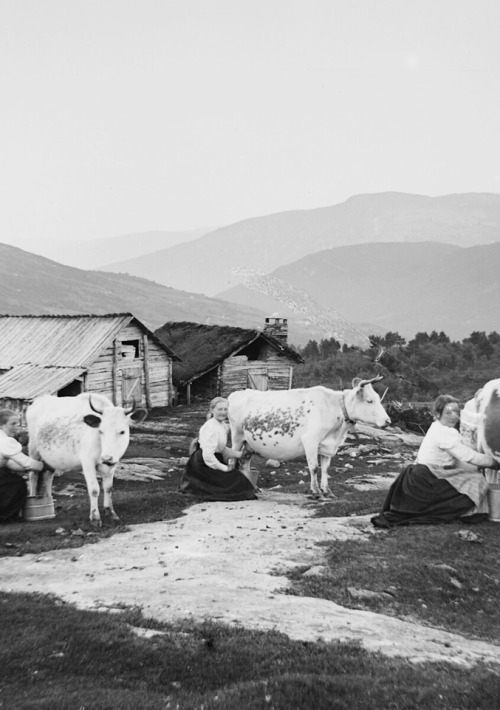 detgamlenorge:Norway, circa 1905. Look at the cows! they are a heritage breed called Colourside