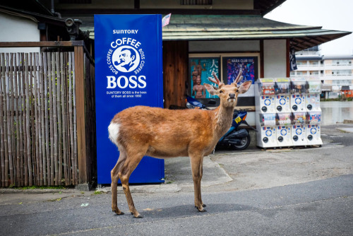 Deer leader (of Nara).