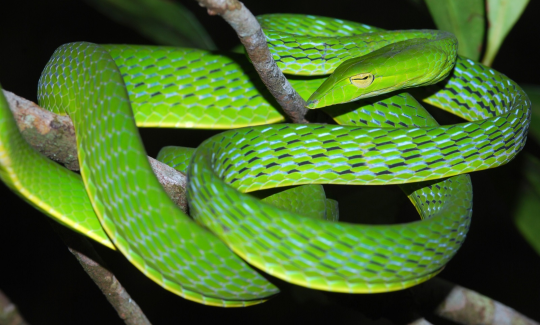 silverhawk:  i love the asian vine snake bc it has like one of the most interesting snake faces everbut it REALLY is incredibly beautiful