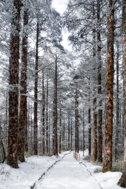 wonderous-world:  Snowy Path by Davе 