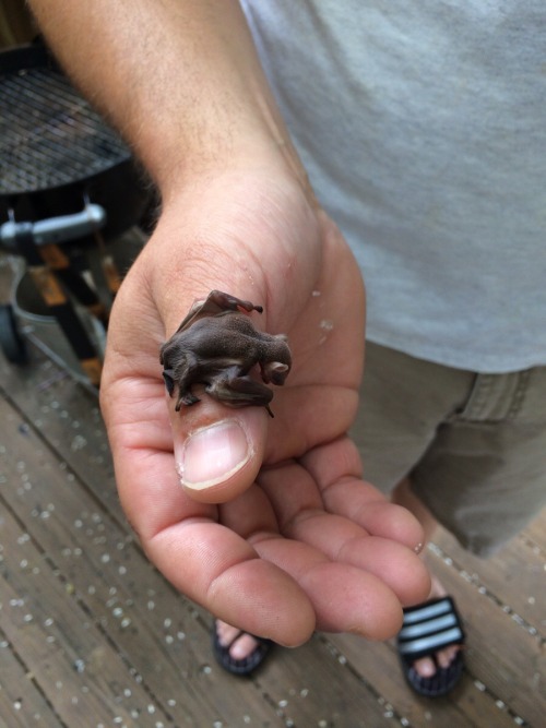 Sex awwww-cute:  Found two baby bats rolling pictures