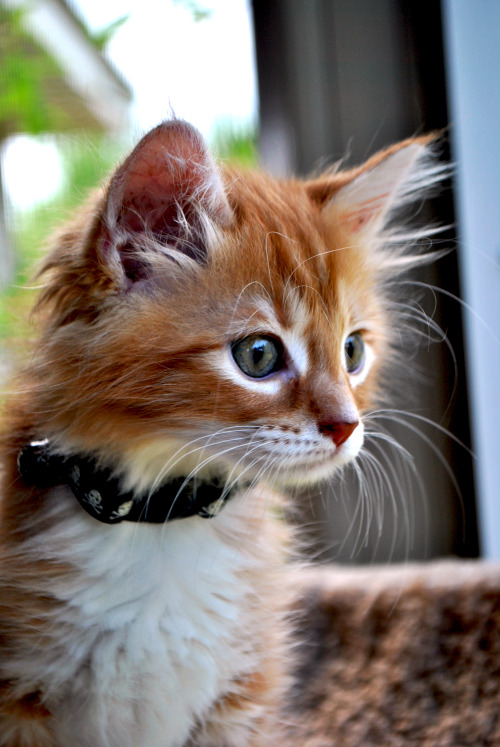 Galadriel at Animal Rescue Center of Bay County.