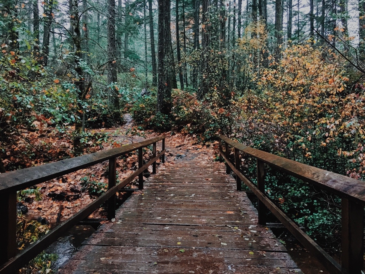 wildlxng:   rainy walk around the lake with my sister 🌧 