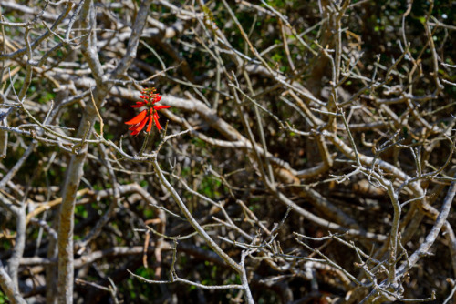 Images des Saintes, à la Guadeloupe.Some pics of “Les Saintes” from la Guadeloupe, french antilles.