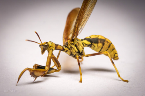 cool-critters: Wasp mantidfly (Climaciella brunnea) The wasp mantidfly is a species in the huge fami