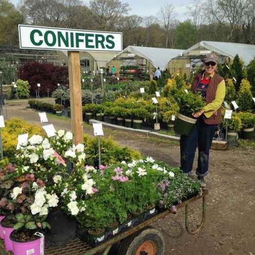 Saturdays in May are often spent hand selecting plant material. Columbine carefully curates all the 