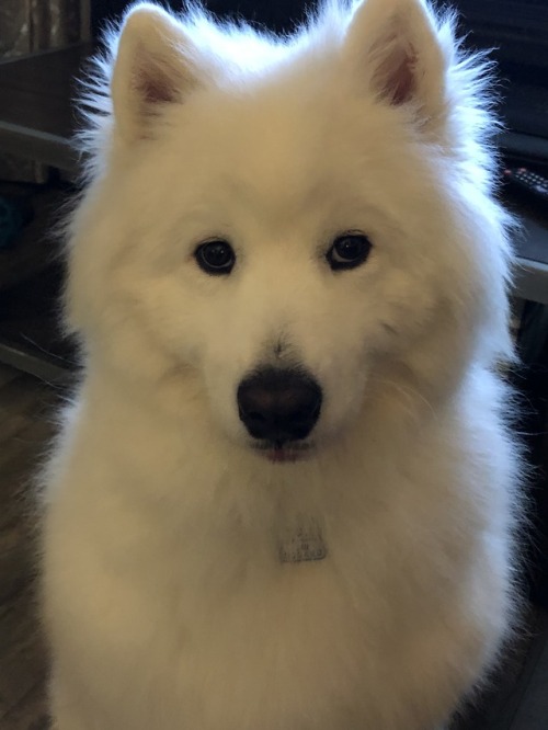 neothesamoyed: :l:D