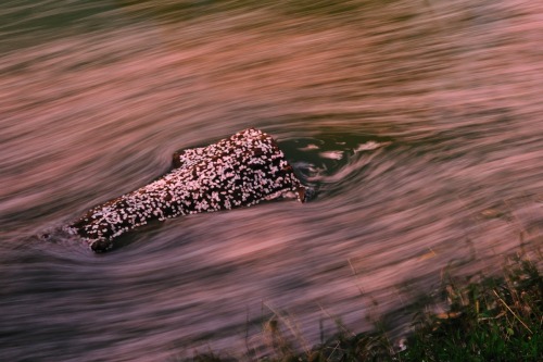 Sakura blossoms floating in rivers, shot in Tenri (Nara prefecture) by @v0_0v______mkFloating petals