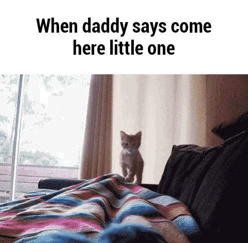 lilflowerprincess-a:  This makes me miss my kitty..