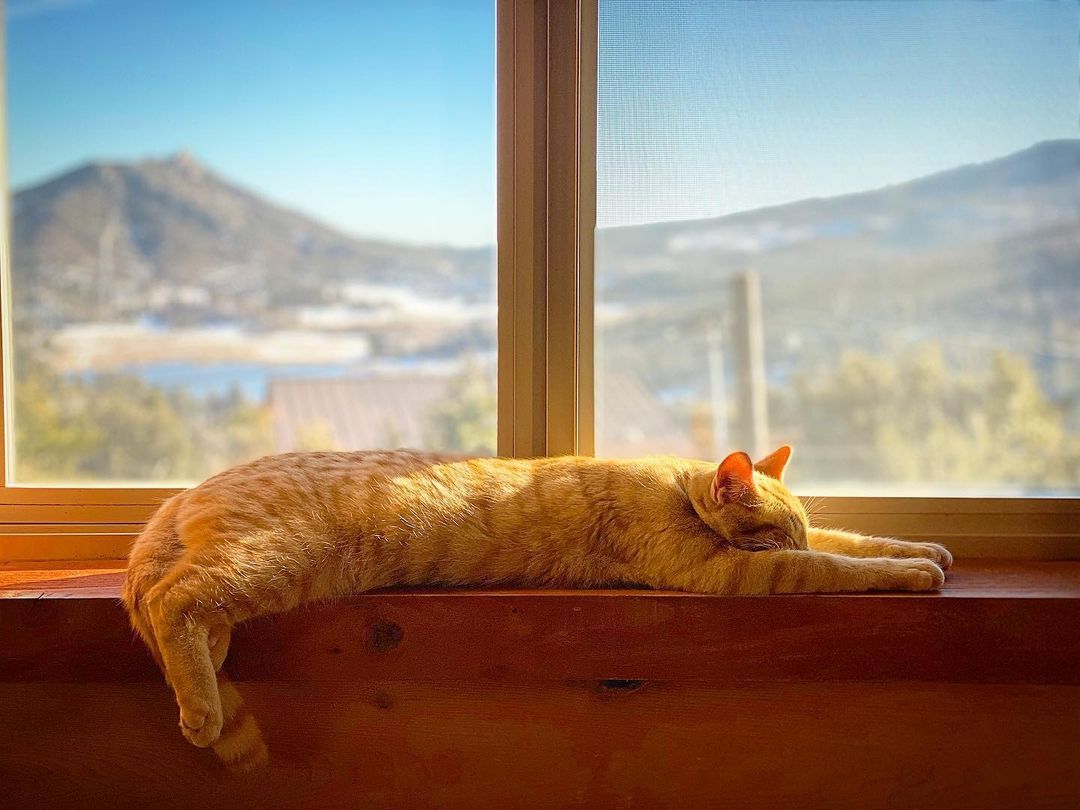 Long days & cold nights. Looks like i’m not the only one who could use a break. #catnap #cat #nap #layedout #kittensofinstagram #kittens #passedout #chillin #chillinlikeavillain #milo #miloandotis #cuyamaca #beyondtheclouds #afternoonvibes (at Lake...