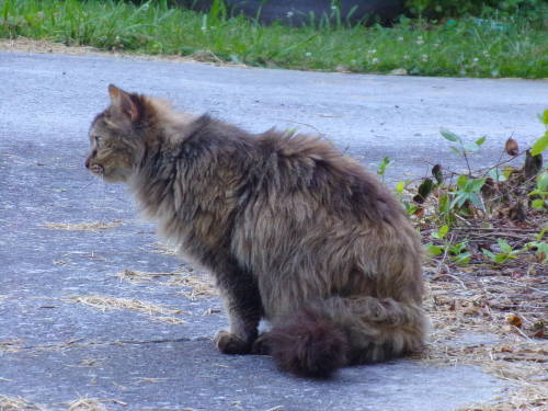 calico-dan:Say hello to Scrappy Cat! I found out her owner died so out of desperation she found hers