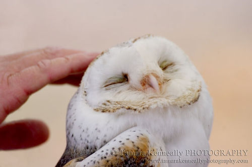 XXX end0skeletal:  Happy Owls!  photo